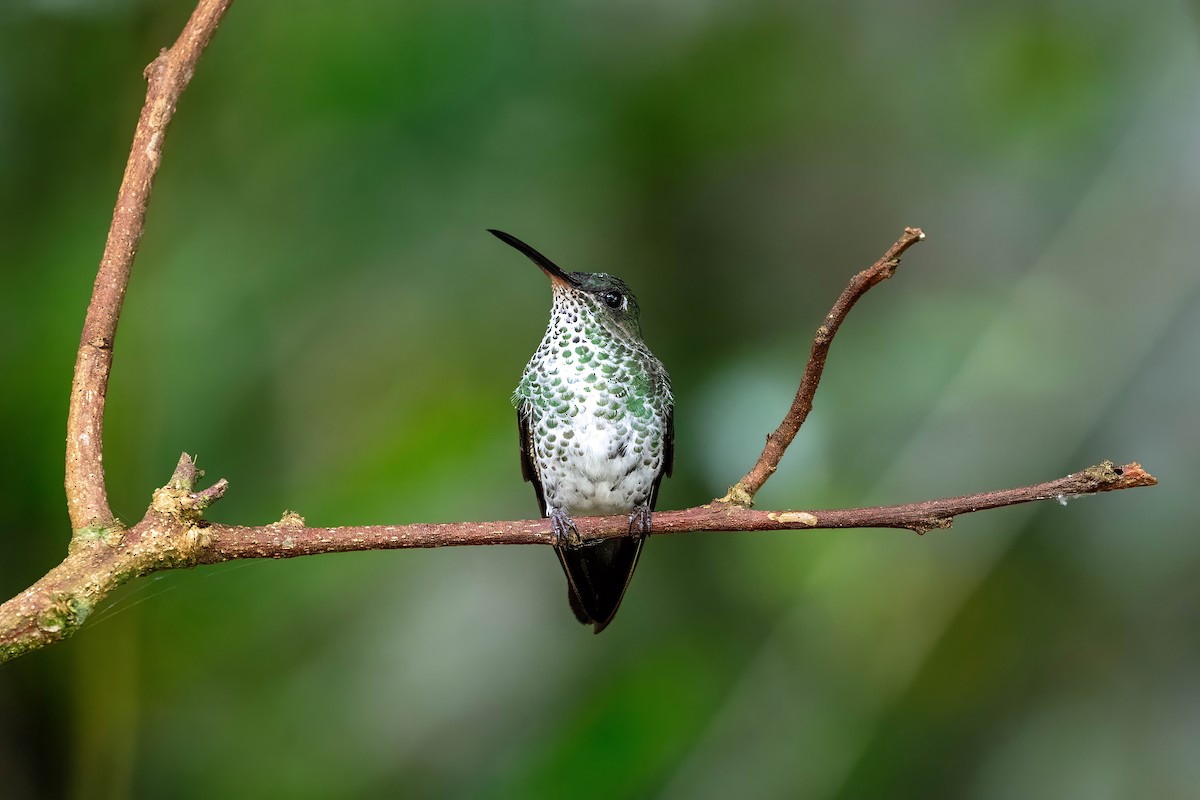 Many-spotted Hummingbird - ML642910363