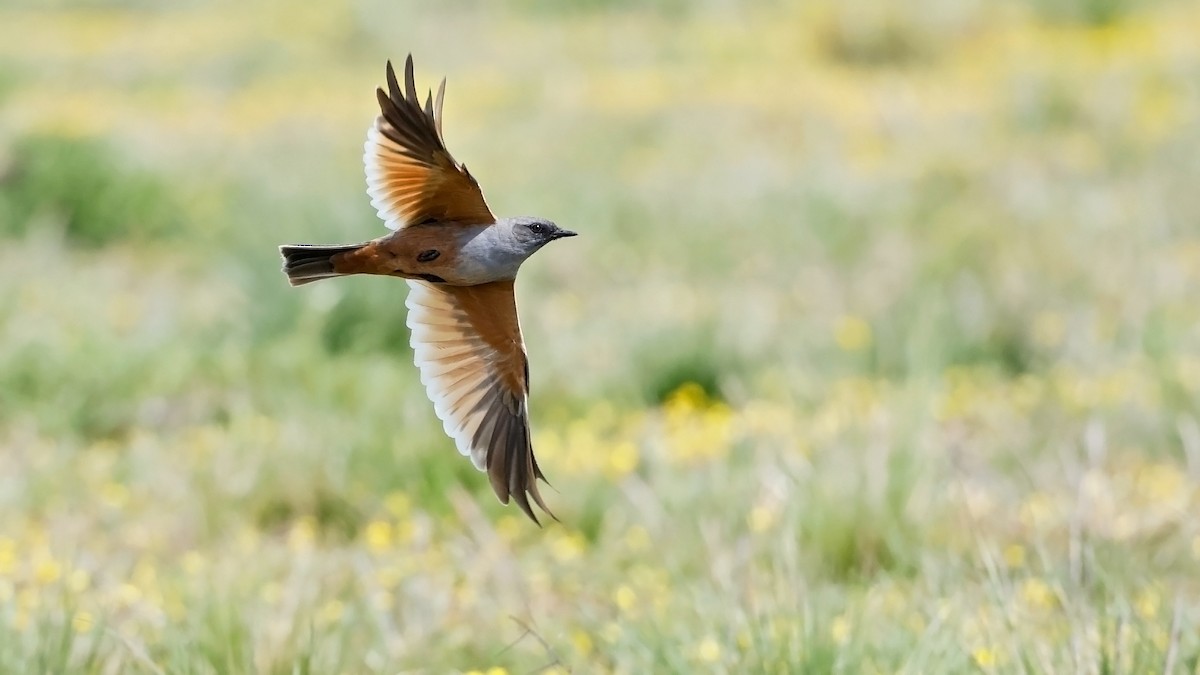 Chocolate-vented Tyrant - ML642910364