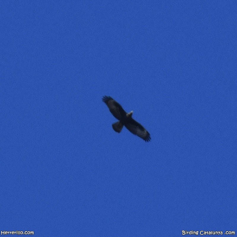 European Honey-buzzard - ML642910368