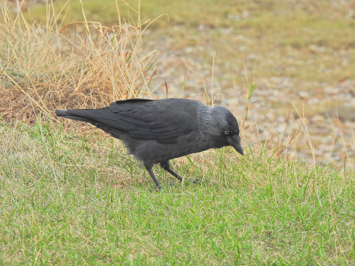 Eurasian Jackdaw - ML642910370