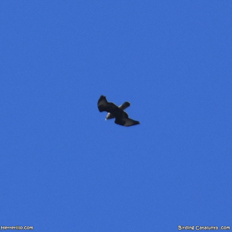 Zapelatz arrunta - ML642910374