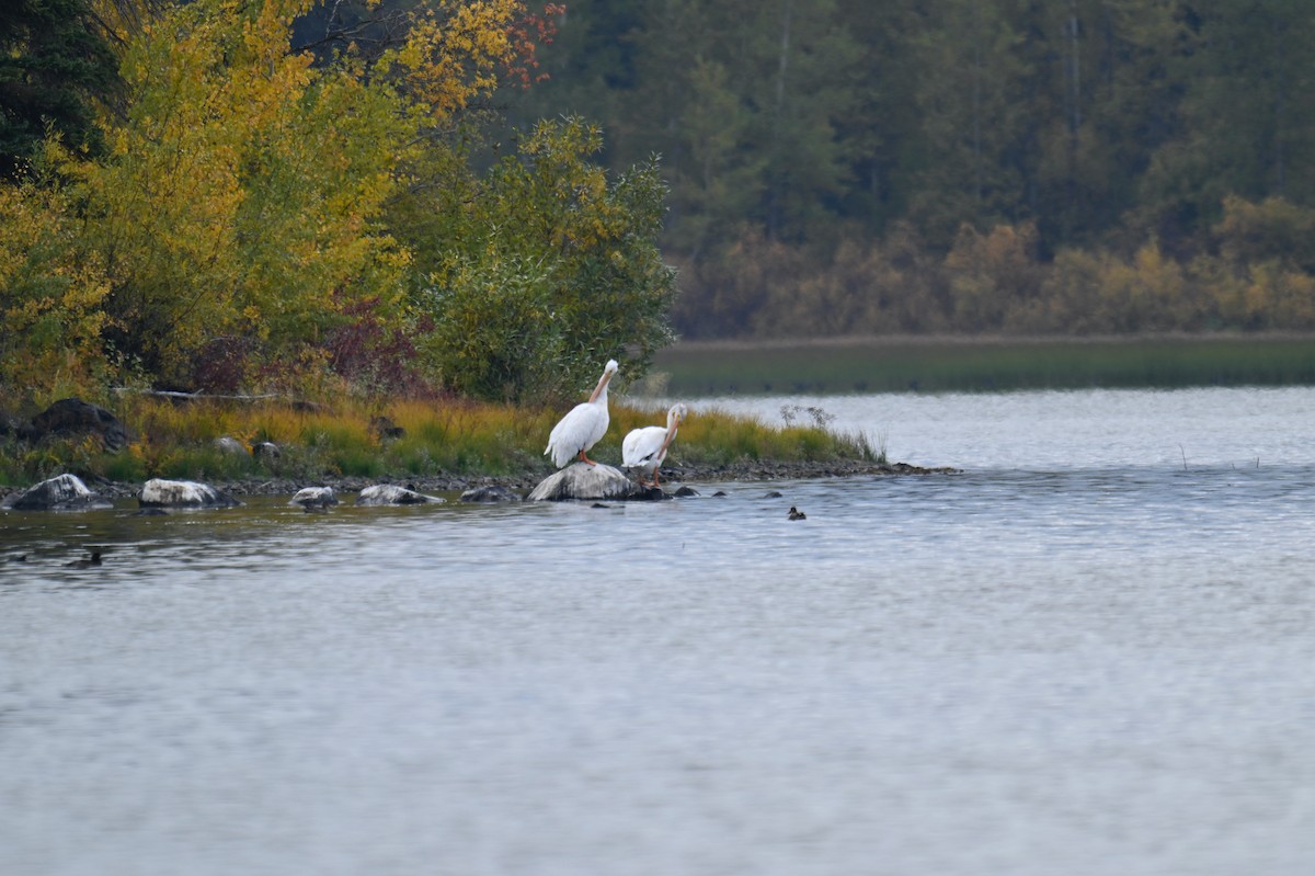 American White Pelican - ML642910388