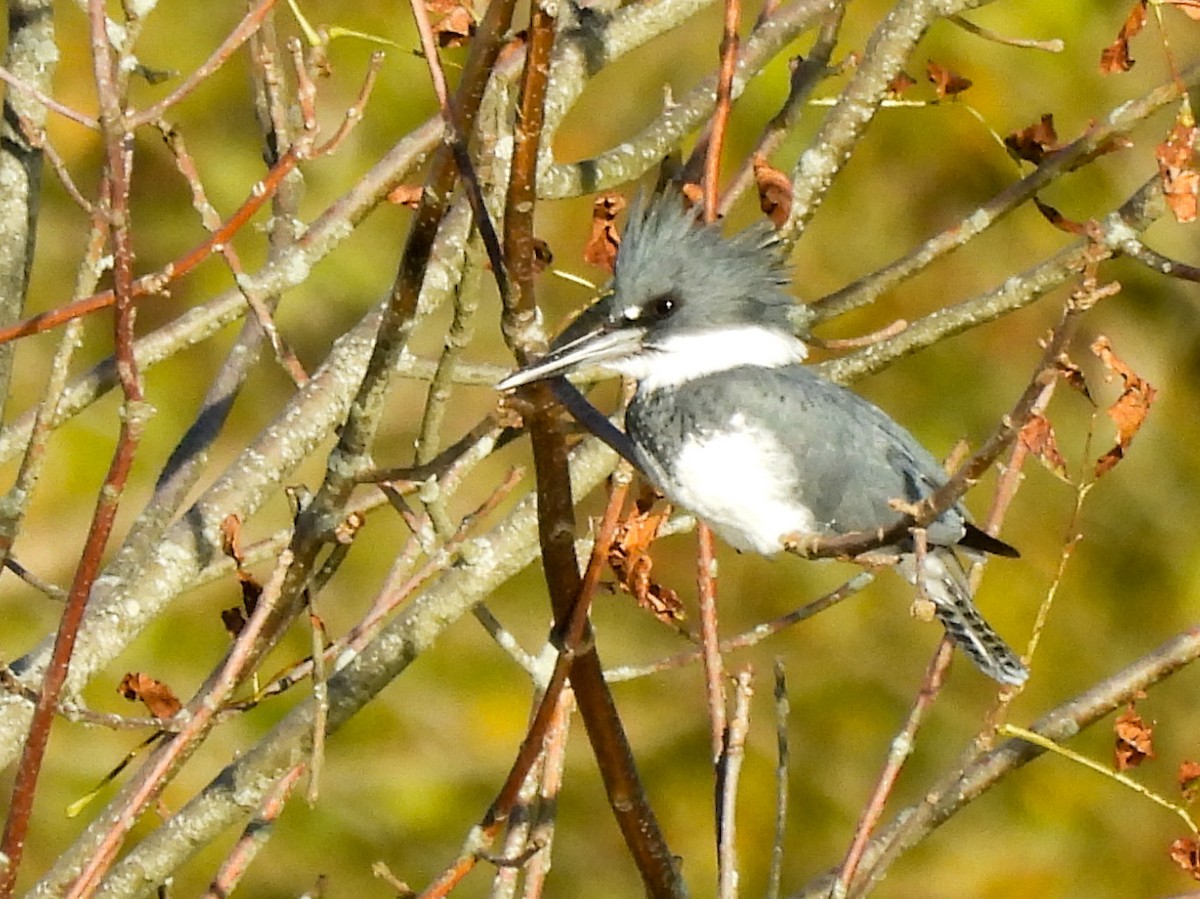 Belted Kingfisher - ML642910392