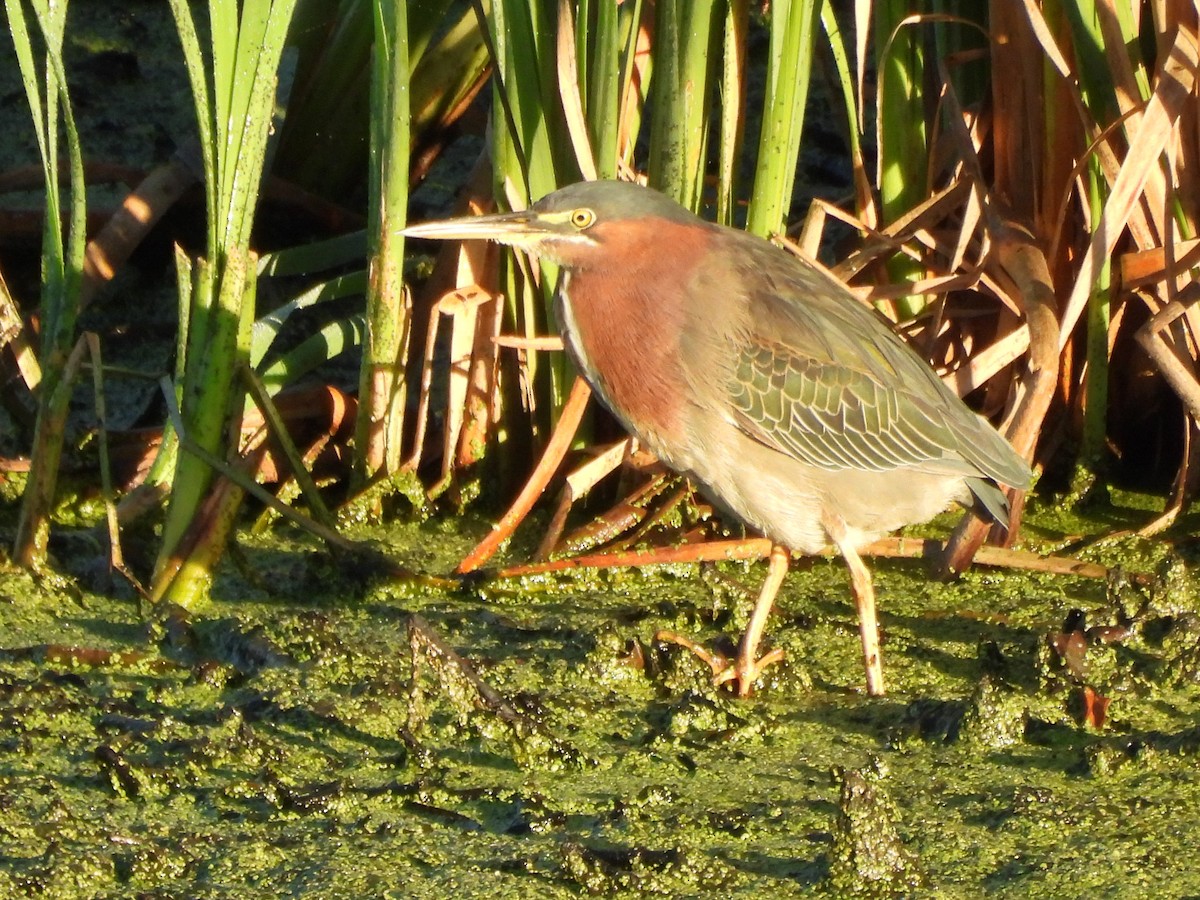 Green Heron - ML642910400