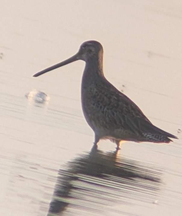 Long-billed Dowitcher - ML642910411