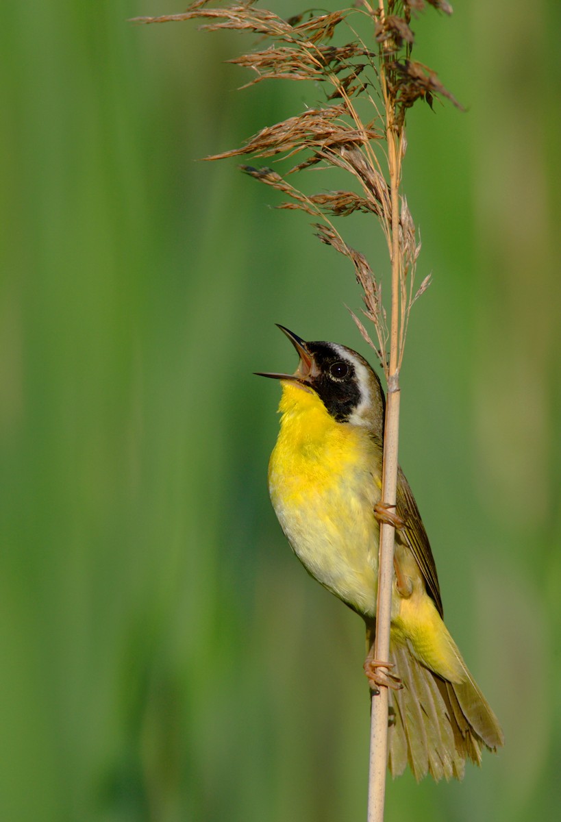 Common Yellowthroat - ML642910422