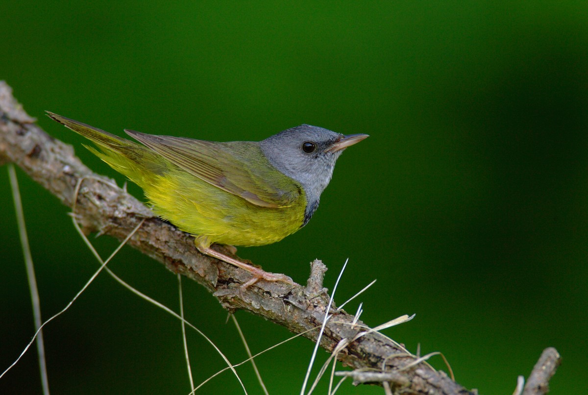 Mourning Warbler - ML642910424