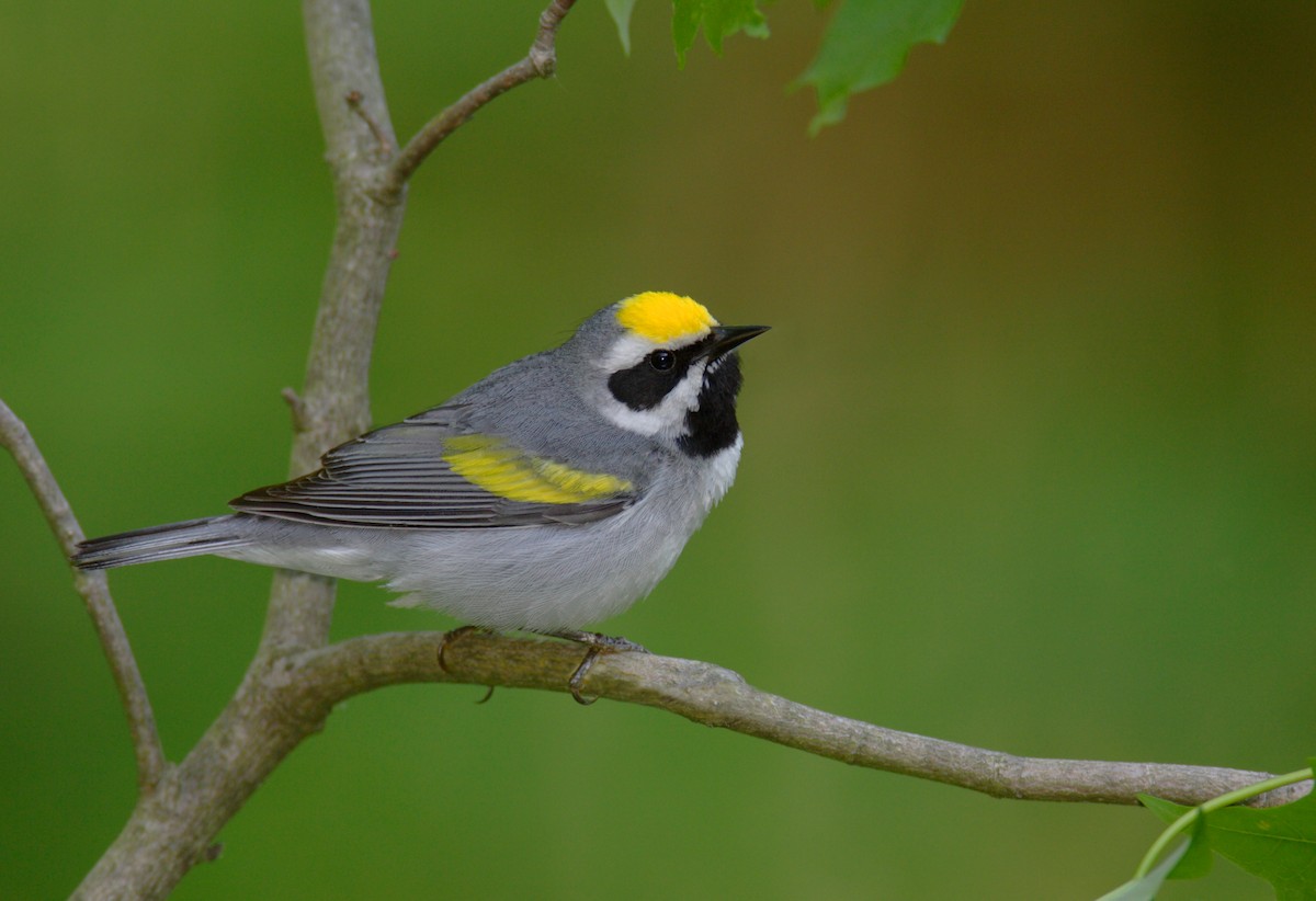 Golden-winged Warbler - ML642910425