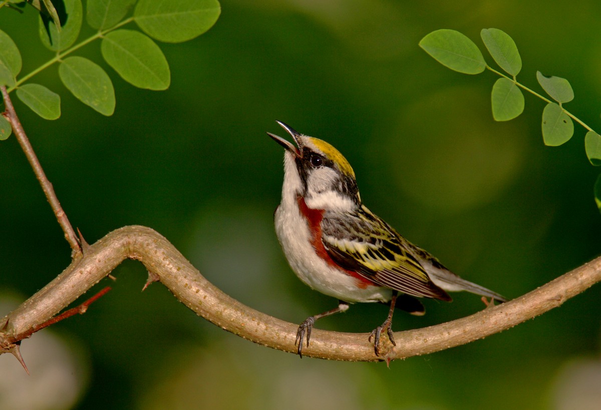 Chestnut-sided Warbler - ML642910426
