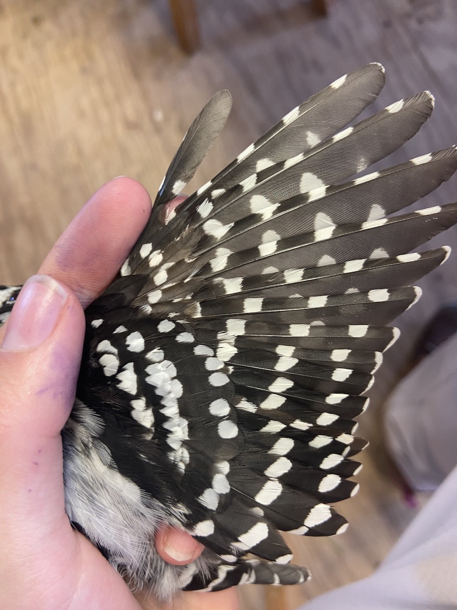 Downy Woodpecker - ML642910435