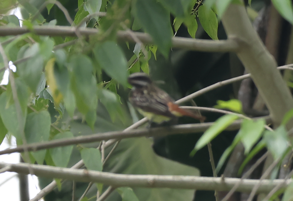 Sulphur-bellied Flycatcher - ML642910446
