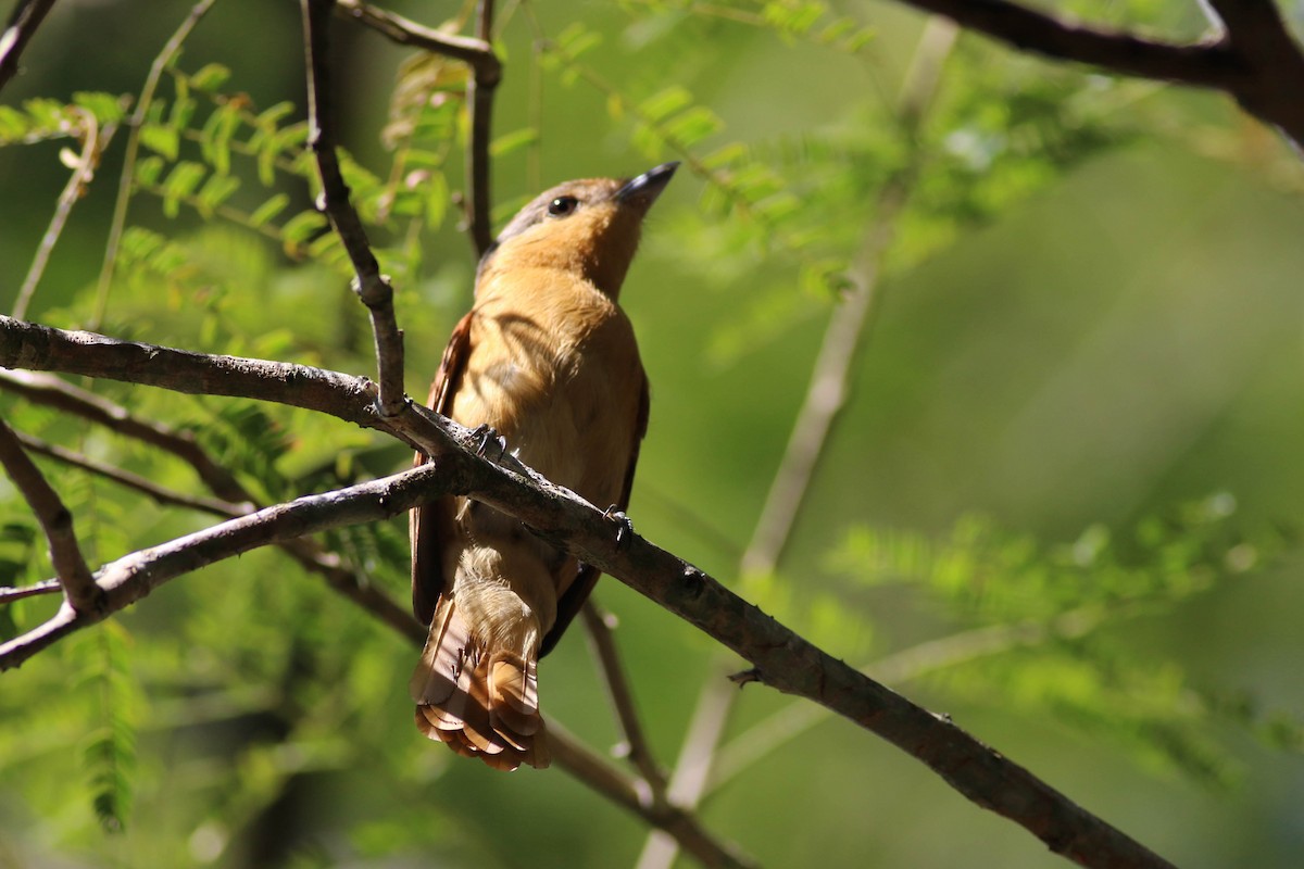 Chestnut-crowned Becard - ML642910452