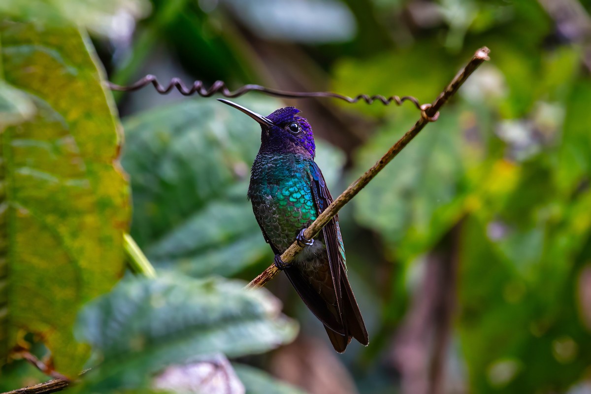 Golden-tailed Sapphire - ML642910453