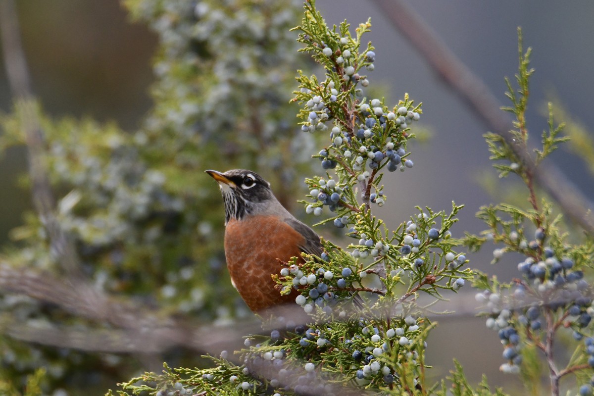 American Robin - ML642910457
