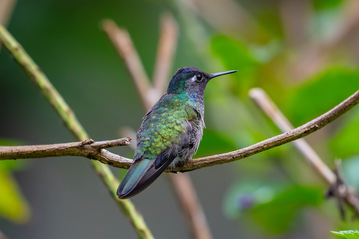 Violet-headed Hummingbird - ML642910460