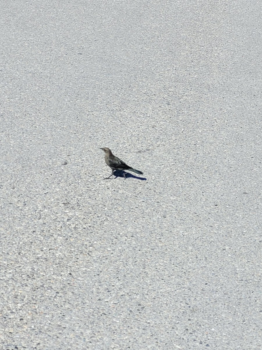 Brewer's Blackbird - ML642910461