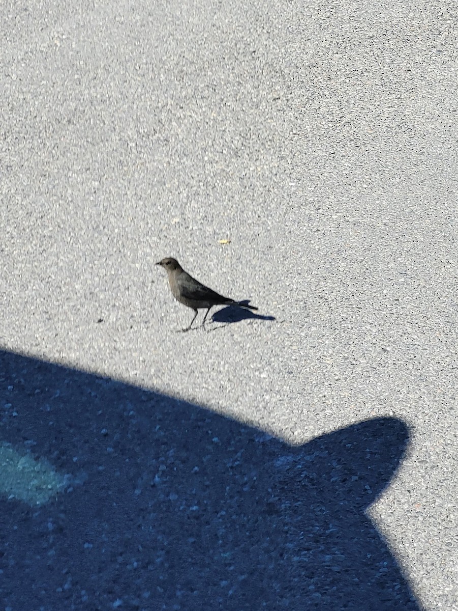 Brewer's Blackbird - ML642910462