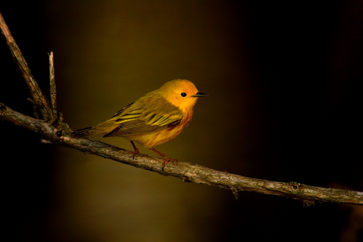 Yellow Warbler - ML642910467