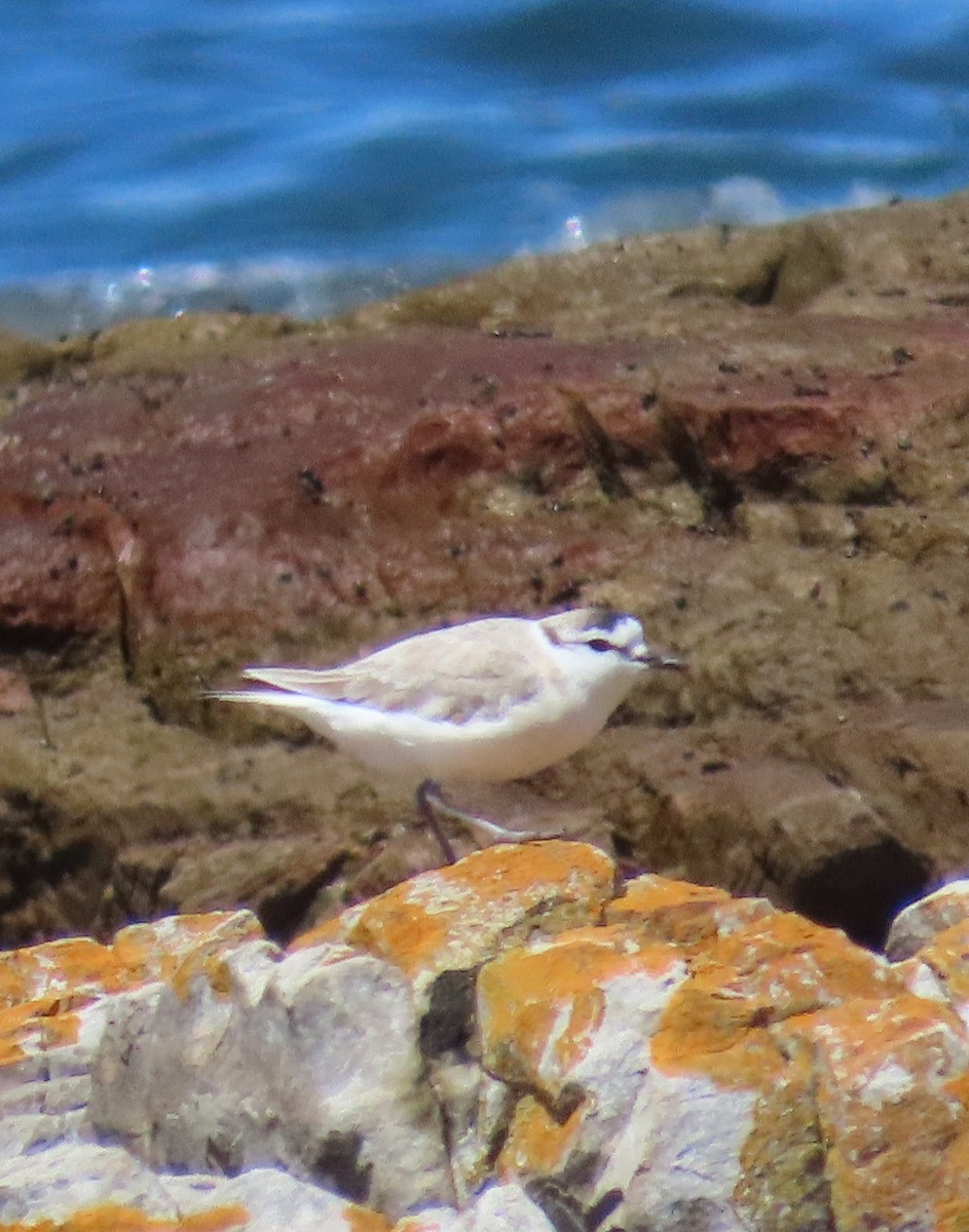 White-fronted Plover - ML642910474