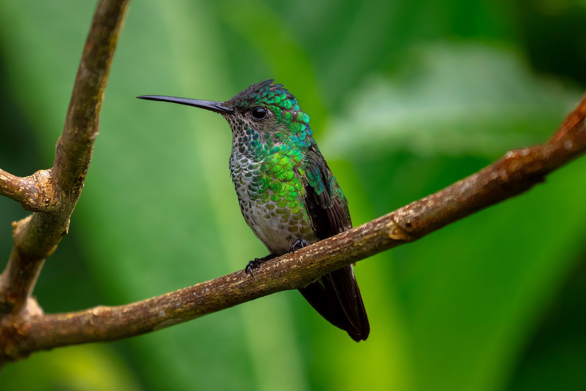 Many-spotted Hummingbird - ML642910475