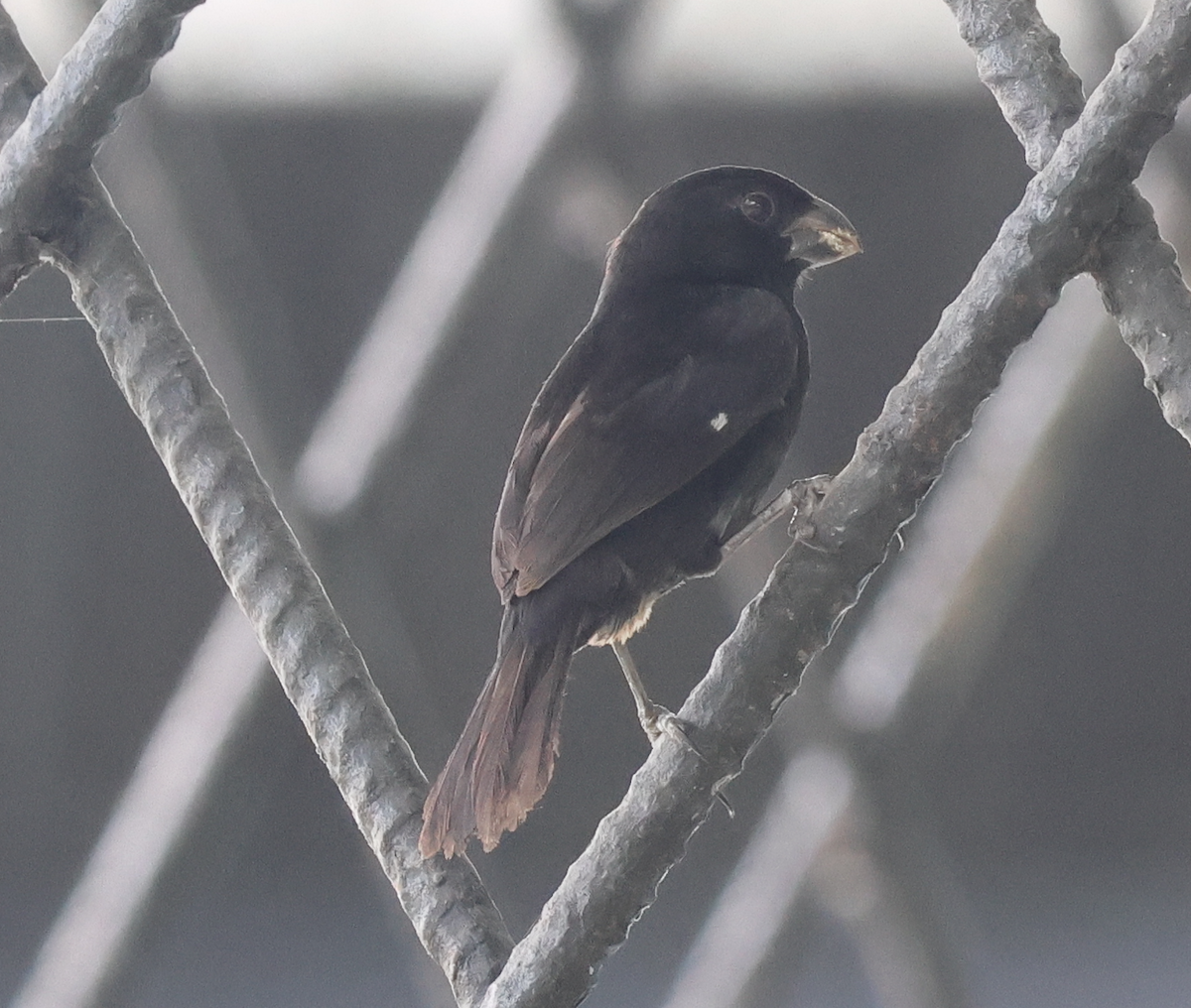 Thick-billed Seed-Finch - ML642910476