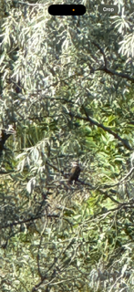 Rose-breasted Grosbeak - ML642910482
