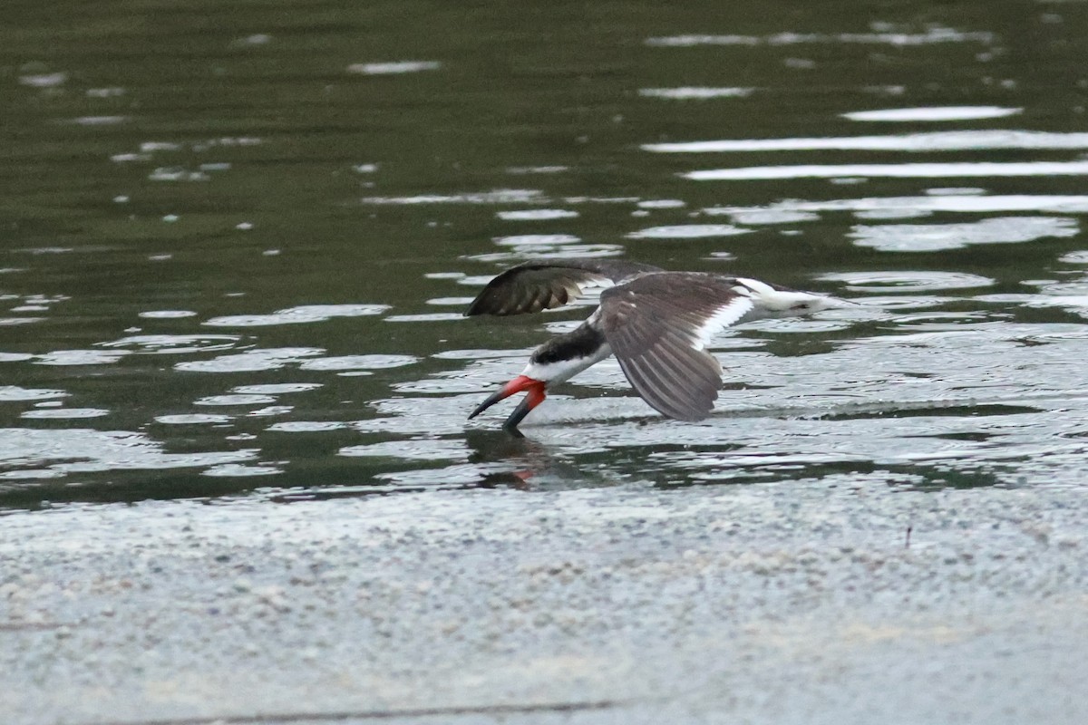 Black Skimmer - ML642910494