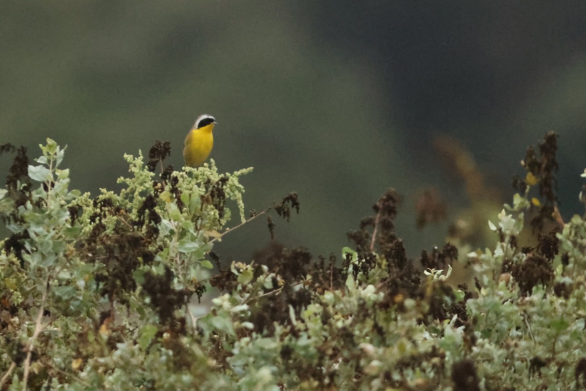 Common Yellowthroat - ML642910498