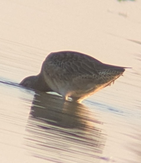Long-billed Dowitcher - ML642910500
