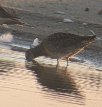 Long-billed Dowitcher - ML642910501