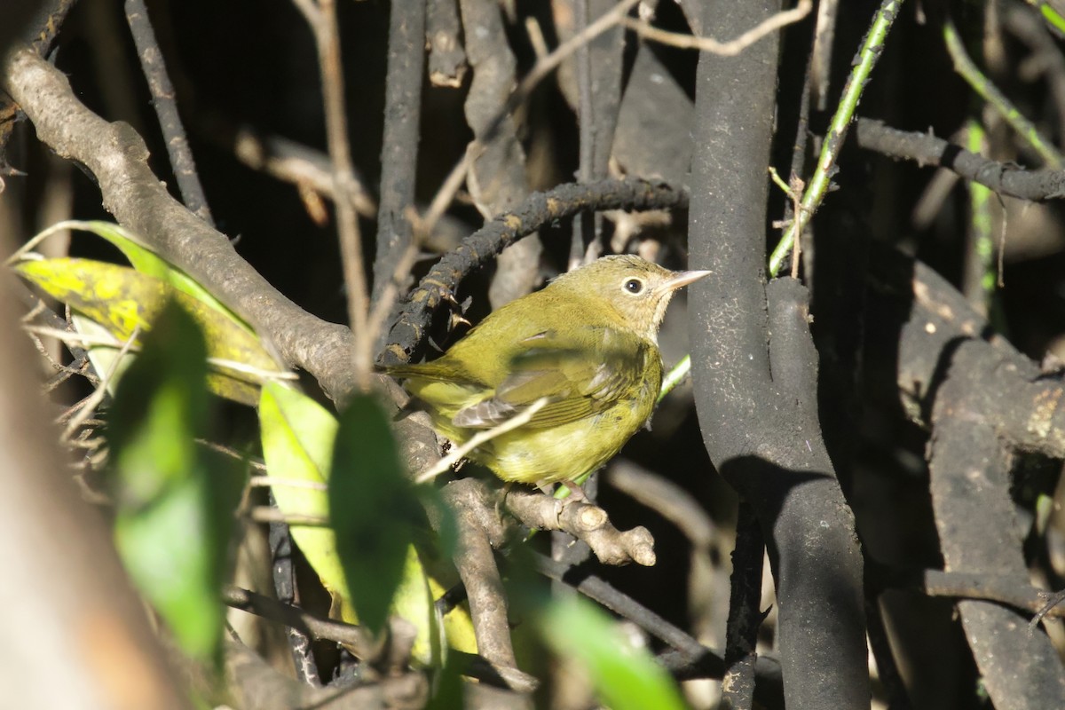 Connecticut Warbler - ML642910509