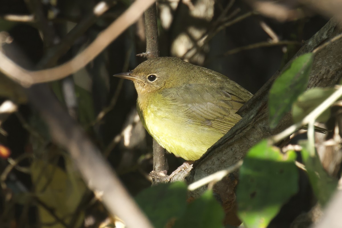 Connecticut Warbler - ML642910510