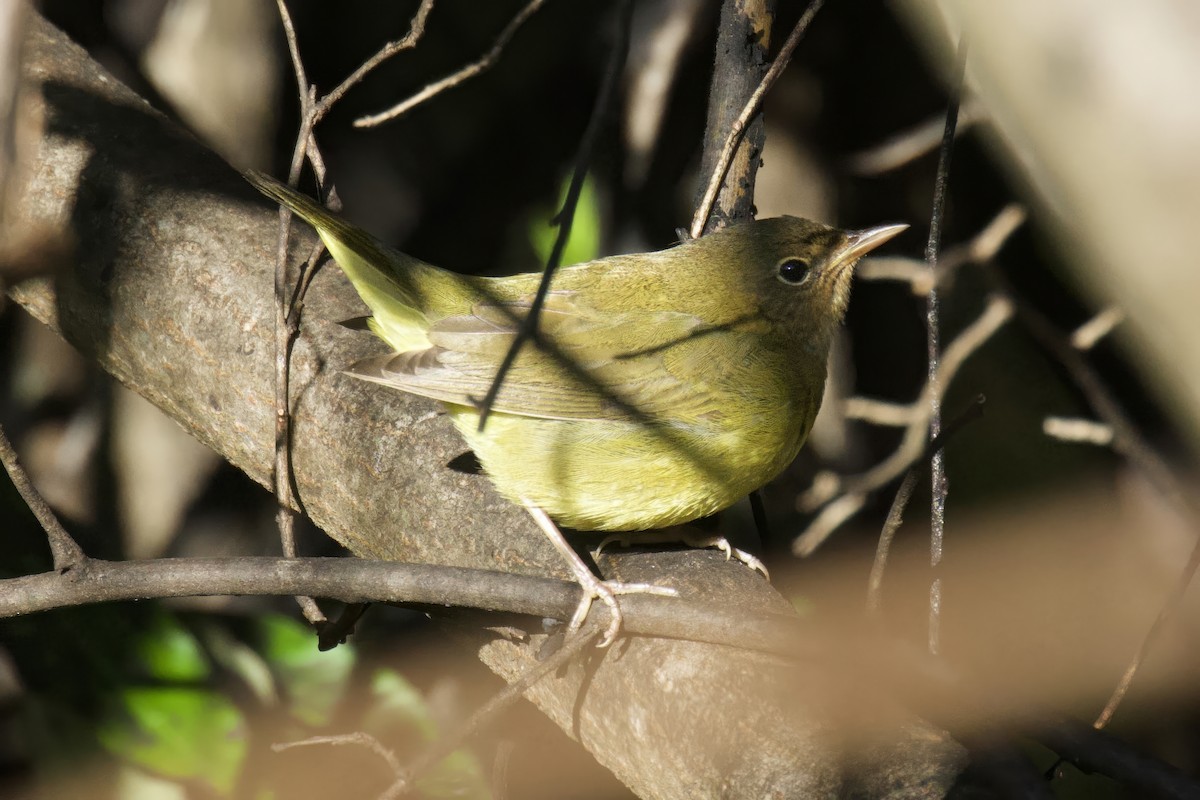 Connecticut Warbler - ML642910511