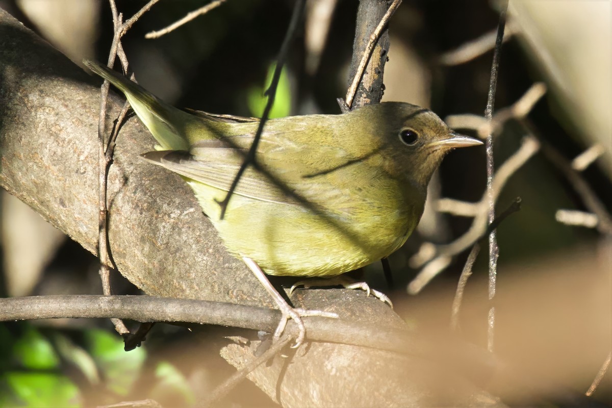 Connecticut Warbler - ML642910512
