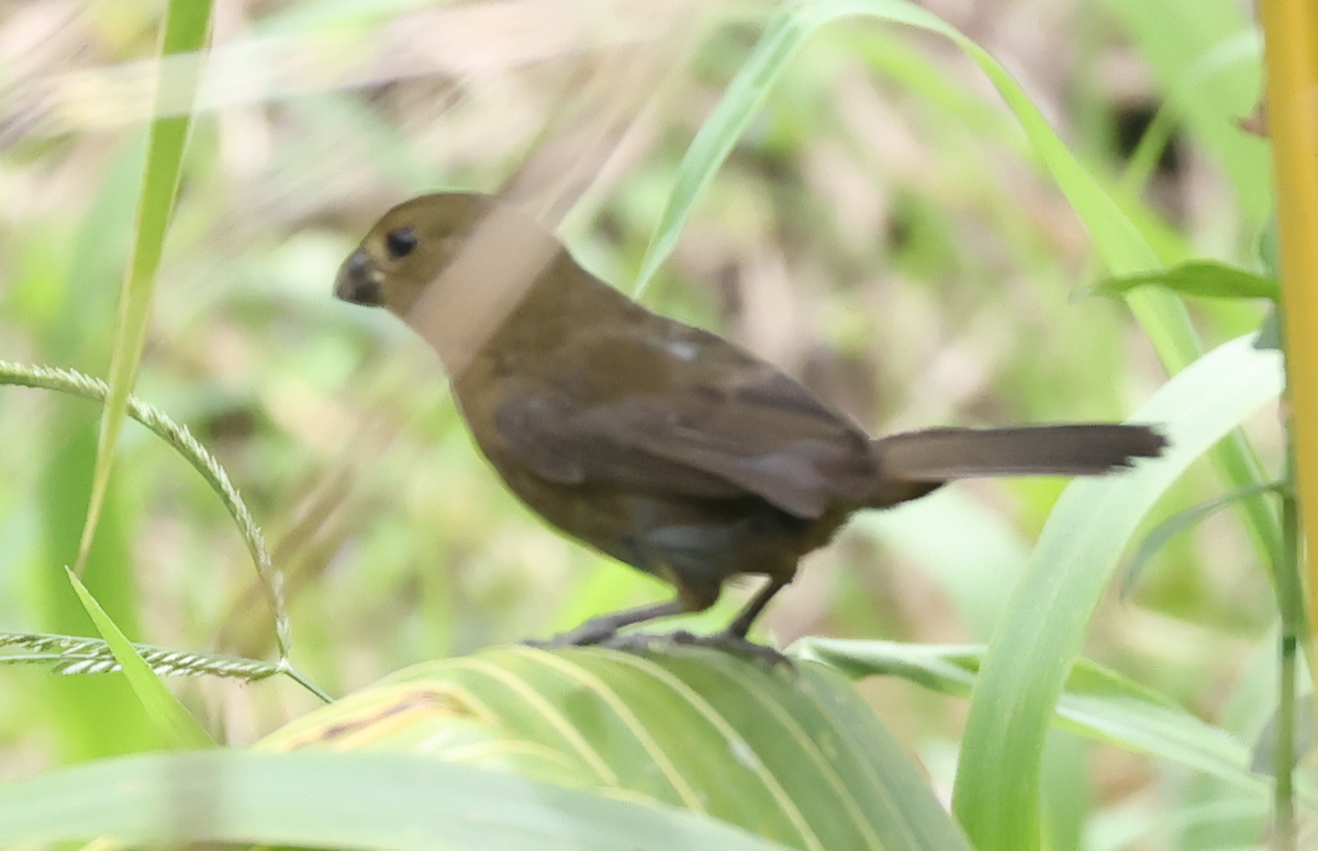 Thick-billed Seed-Finch - ML642910513