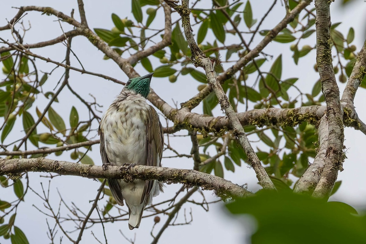 Bare-throated Bellbird - ML642910542