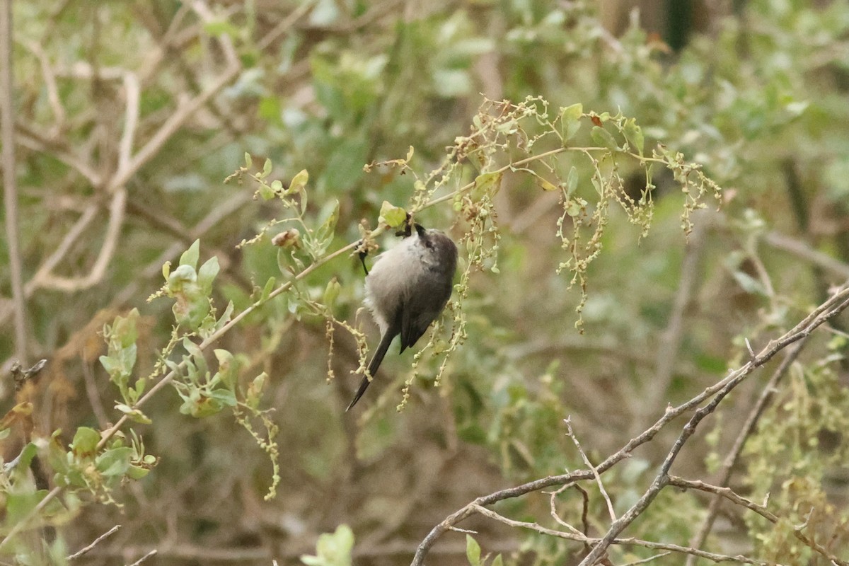 Bushtit (Pacific) - ML642910543