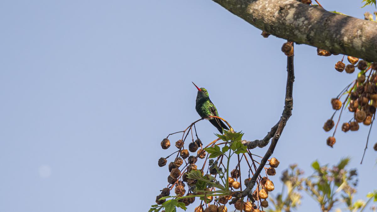 Glittering-bellied Emerald - ML642910544