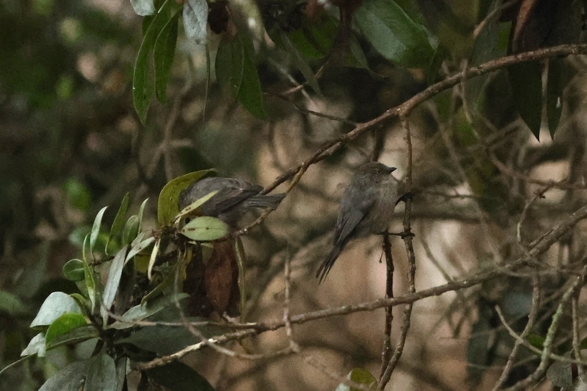 Bushtit (Pacific) - ML642910548