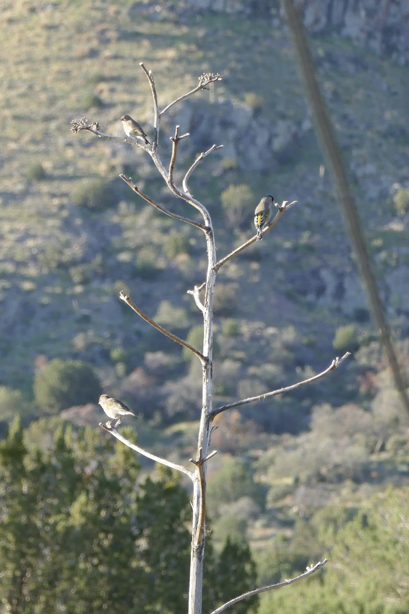 Chardonneret gris - ML642910549