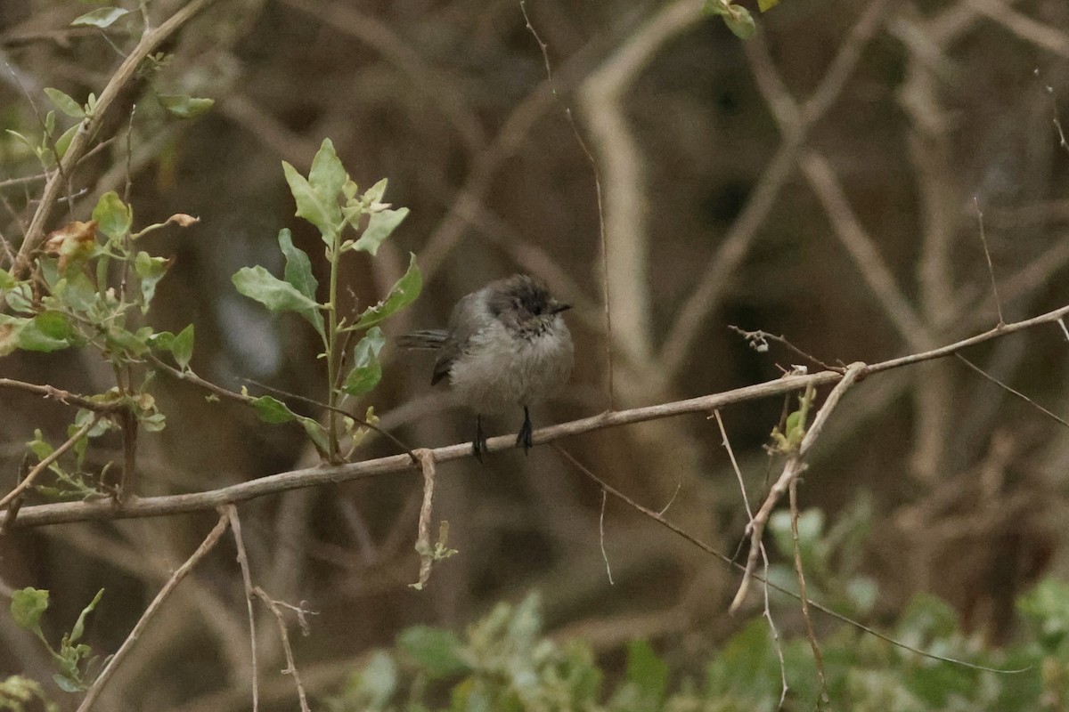 Bushtit (Pacific) - ML642910550