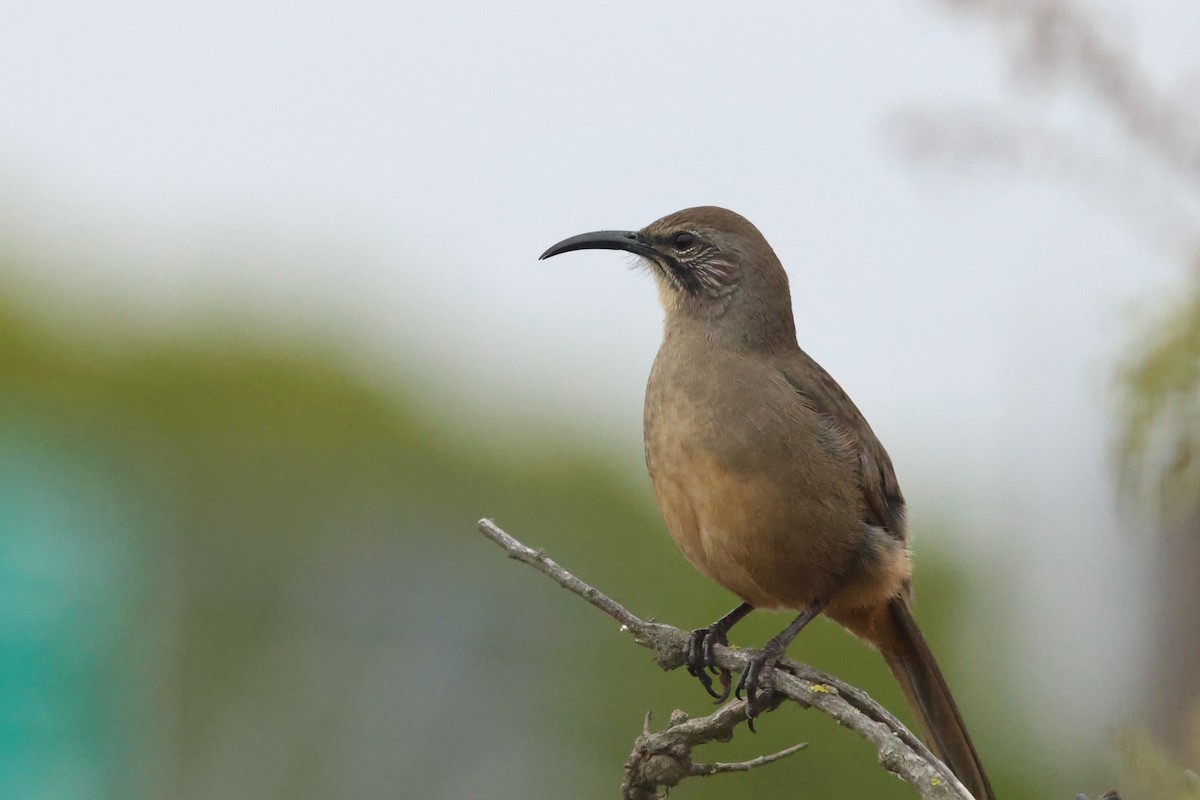California Thrasher - ML642910552