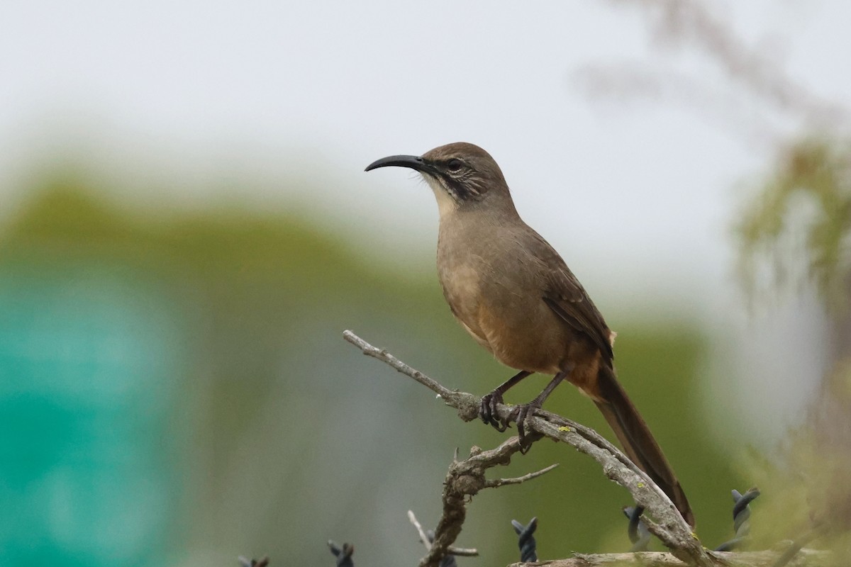 California Thrasher - ML642910553