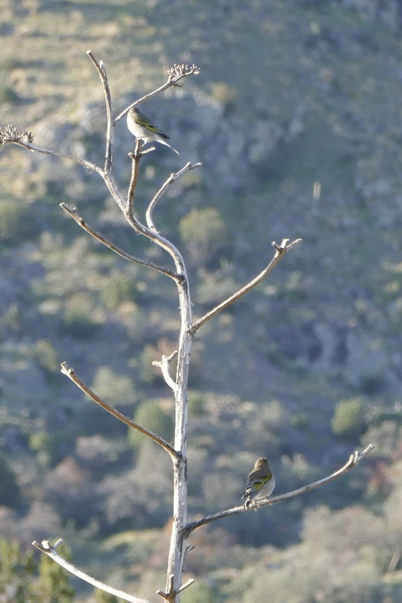 Chardonneret gris - ML642910554
