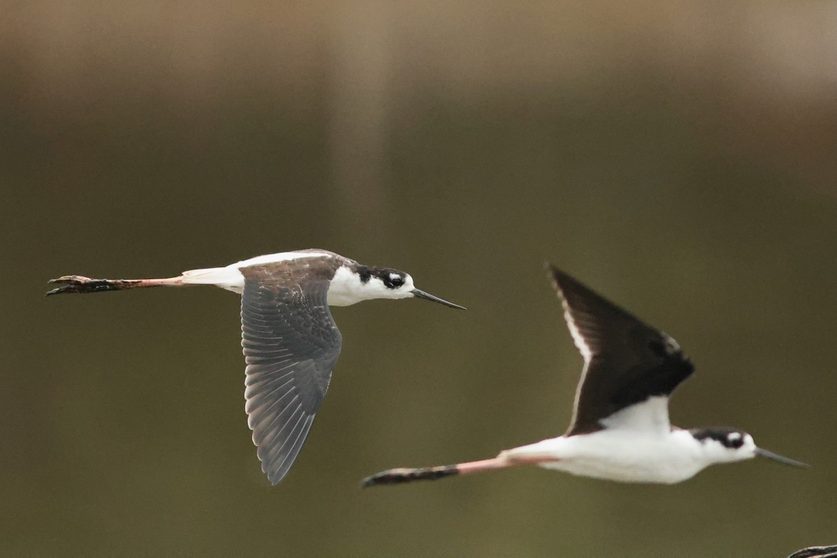 Black-necked Stilt - ML642910555