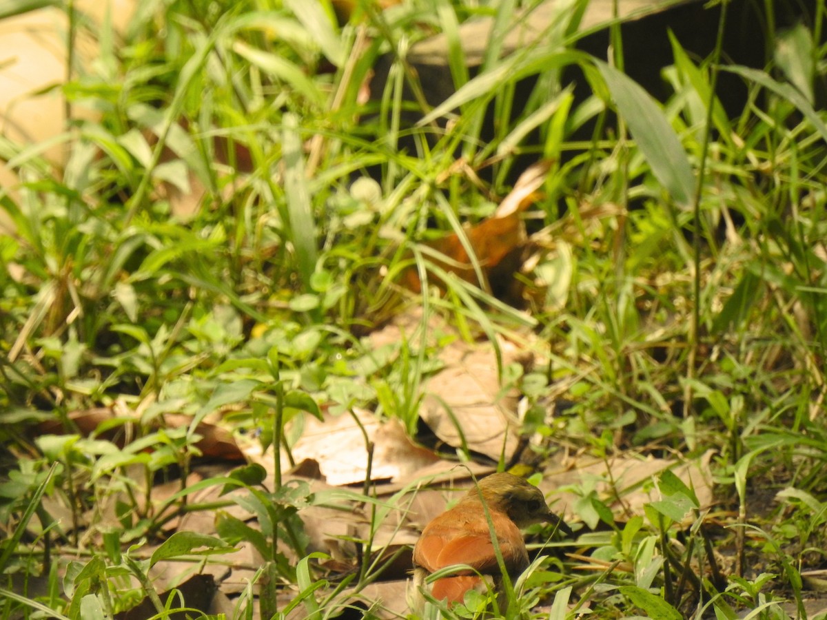 Lesser Hornero - ML642910560