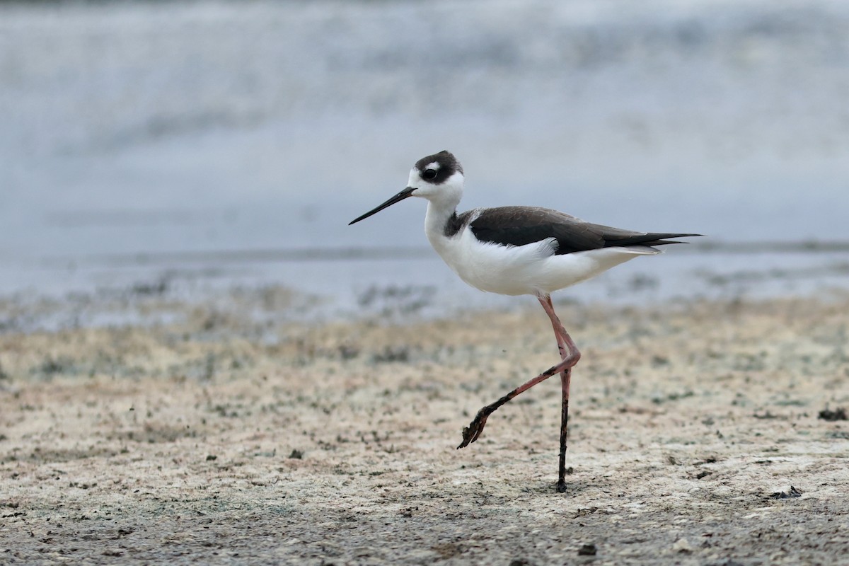 Black-necked Stilt - ML642910562