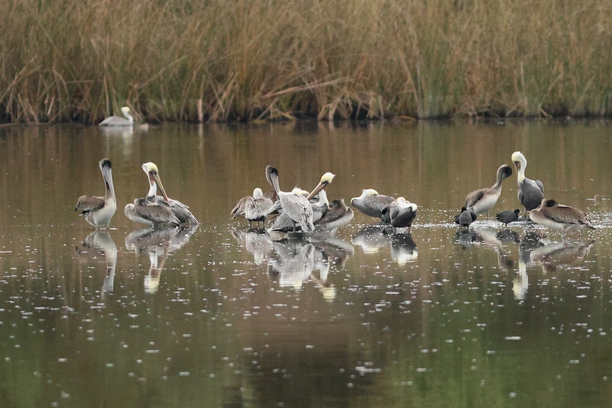 Brown Pelican - ML642910608