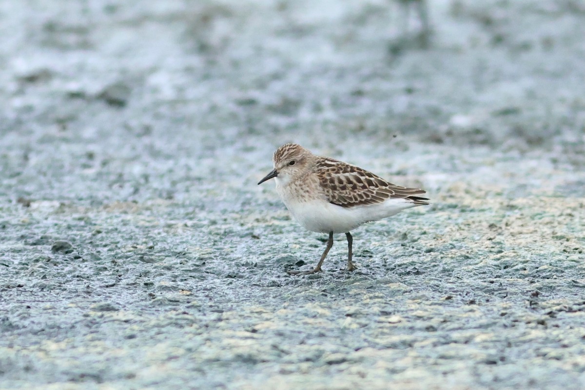 Least Sandpiper - ML642910624
