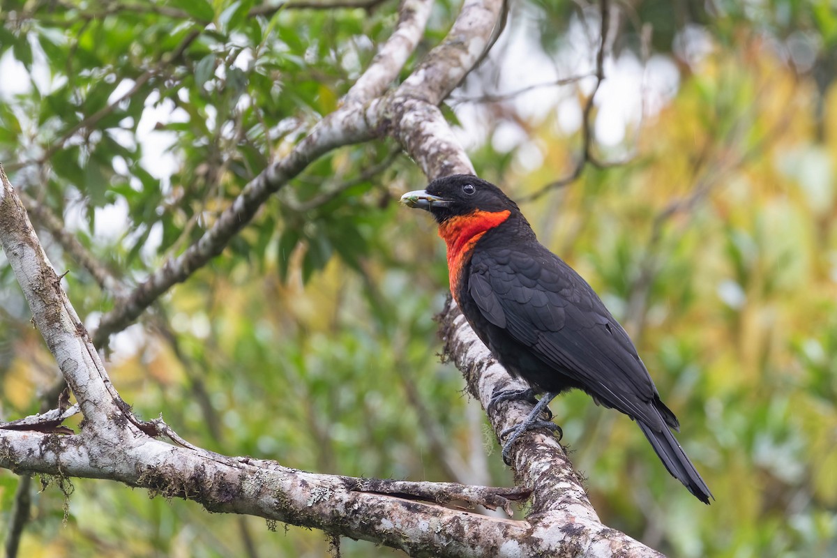 Red-ruffed Fruitcrow - ML642910633